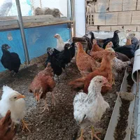 جوجه مرغ و خروس  گلپایگانی و بلک استار اصلاح نژاد