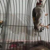سهره بخوان مست  فیلمش هم موجوده