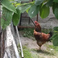 خروس