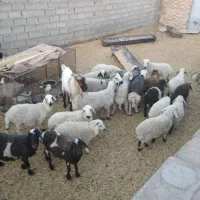 باسلام. فروش چند عدد بره نر و یک نری