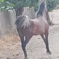 اسب