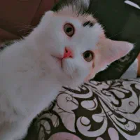 گربه|گربه|بومهن, |دیوار