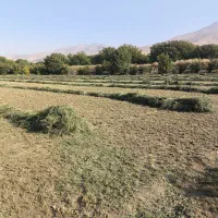 یونجه