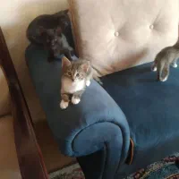 بچه گربه دی اس اچ