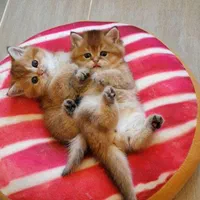 گربه خانگی خوشگل و بی‌دردسر