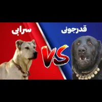 توله قدرجونی و سرابی عتیفه