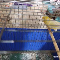 قناری نر و ماده فروش و معاوضه