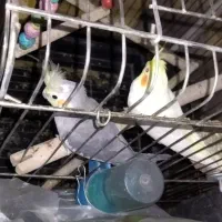 عروس هلندی راهب