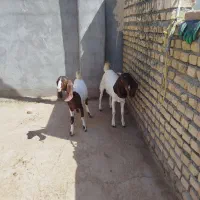 بزغاله ماده