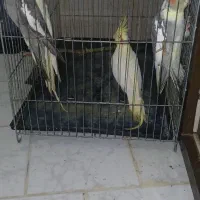 عروس هلندی