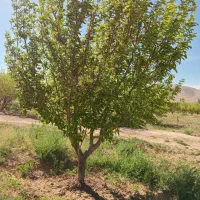پیوند جوانه.شکمی