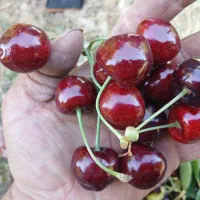 گیلاس ارگانیک ۱۰۰ درصد طبیعی