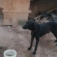سگ ماده