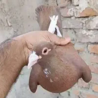 معاوضه دونه با کفتر