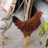 خروس نوجوان وسرحال
