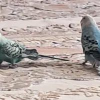 مرغ عشق نر و ماده