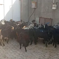 گوسفند کهره بره میش حتما بخونید اگهی|حیوانات مزرعه|شیراز, بازار|دیوار