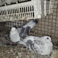 کبوتر پلنگ شامی مگس
