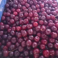 آلبالو رسیده