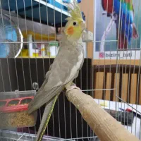 دو عدد جوجه عروس هلندی پرورش خانگی