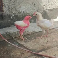 جوجه یکماهه