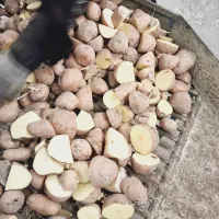 سیب زمینی کارلیا بذری