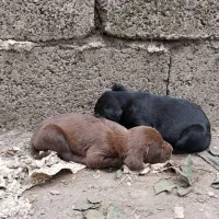 توله سگ های نر و ماده