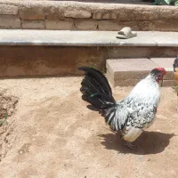 خروس سیبرایت