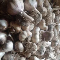 سیر تازه و محلی.یکسال دوام نگهداریشه فقط