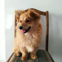 سگ پیدا شده