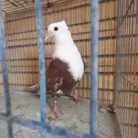 مخمل کله سفید کلاغ کربلایی سرسفید