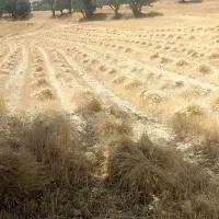 درو کردن با دروگر جلو تراکتور