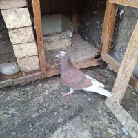 کبوتر ماده سرخ