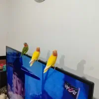 جوجه برزیلی صورت هلویی