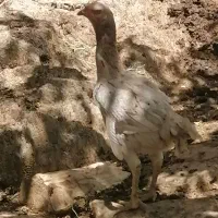 مرغ لاری|پرنده|کلاترزان, |دیوار