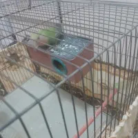 جوجه طوطی برزیلی