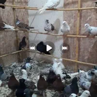 تعداد کبوتر ساعت سنگین تیرماهی شمرونی و تیپی