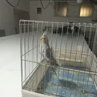 عروسهلندی جوجه نر