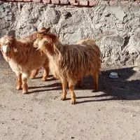 بزغاله چاق|حیوانات مزرعه|مشگین شهر, |دیوار