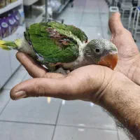 انواع شاه طوطی