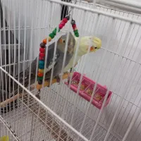 جوجه عروس هلندی