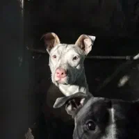 پیت بول ماده