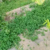 باغبان  صوفیان