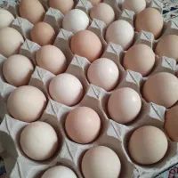 تخم مرغ ارگانیک خانگی