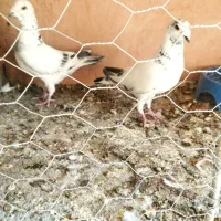 یک جفت سار دستپر نمونه