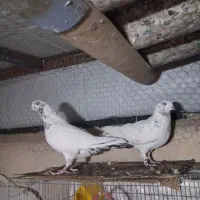 کبوتر کله دم سبز پرشی پاکستانی