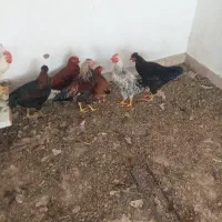 خروس جوان