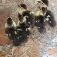 فروش خروس و جوجه اردک اسرائیلی