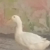 اردک