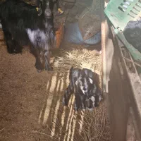 بز تازه زاییده دو قلو